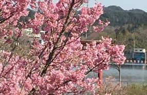 桜満開 春の亀山湖